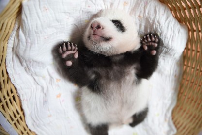 Bebés panda son presentados en China