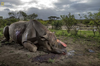 Las mejores fotos de animales del 2016, según National Geographic