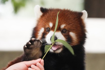 Animales del zoológico de Pekín combaten el calor de China