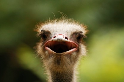 Animales del zoológico de Pekín combaten el calor de China