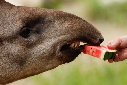 Animales del zoológico de Pekín combaten el calor de China