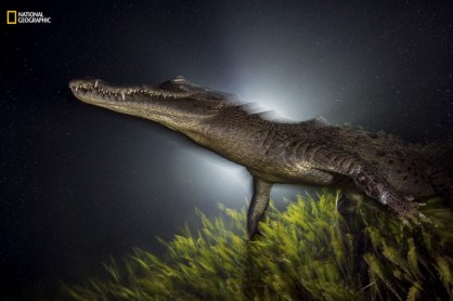 Las mejores fotos de animales del 2016, según National Geographic