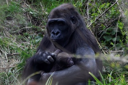 El instinto materno en los animales