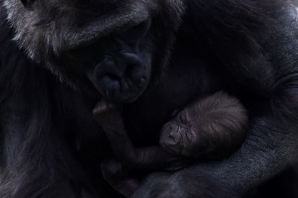 El instinto materno en los animales