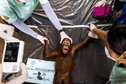 15 de las mejores fotos de Reuters hasta ahora