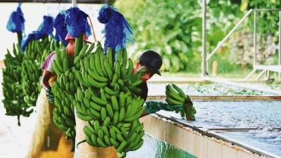 Gremio de bananeros busca recuperar el mercado europeo Gremio de bananeros busca recuperar el mercado europeo