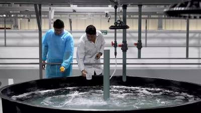 Ecuador cuenta con nuevo centro de producción de nauplios de artemia Ecuador cuenta con nuevo centro de producción de nauplios de artemia