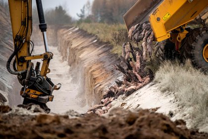 Los cuerpos de los visones sacrificados en Dinamarca emergen de la tierra