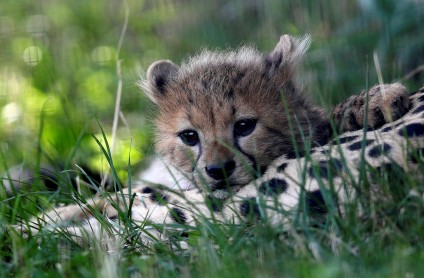 Nacen cachorros de guepardo en el Zoológico de Praga