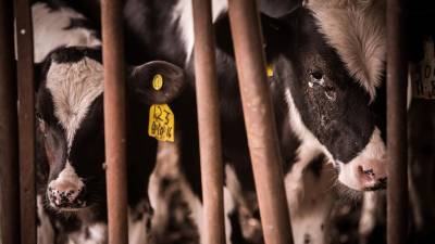 Asamblea debate este lunes la Ley LODA: colectivo advierte regresión en derechos de los animales Asamblea debate este lunes la Ley LODA: colectivo advierte regresión en derechos de los animales