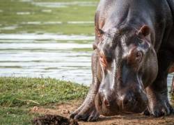El Ministerio de Ambiente de Colombia declaró a los hipopótamos como especie invasora en 2022.