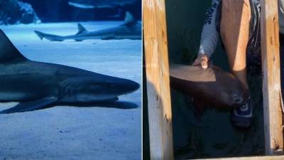 VIDEO: Tiburón muerde a hombre sin soltarlo durante 15 minutos VIDEO: Tiburón muerde a hombre sin soltarlo durante 15 minutos