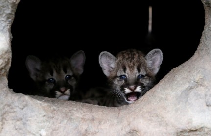 Pumas norteamericano nacen en un zoológico de Rusia