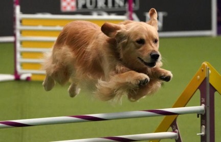 La pasarela de los perros de raza tiene su espacio en Nueva York