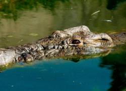 Foto de referencia de un cocodrilo asomándose mientras nada en un río.