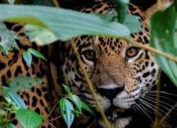 El jaguar enfrenta amenazas en toda su área de distribución que va desde Estados Unidos hasta el norte de Argentina.