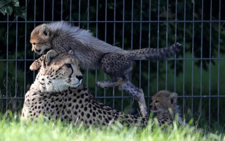 Nacen cachorros de guepardo en el Zoológico de Praga