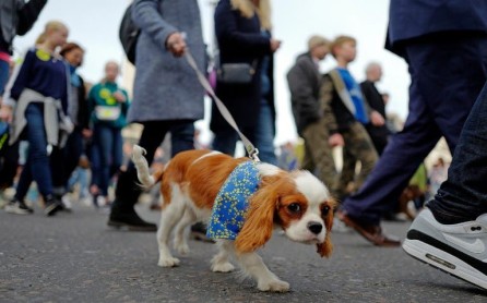 Cientos de perros ladran en Londres contra el Brexit