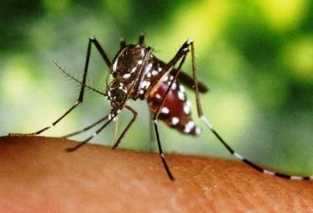 Siete casos de chikungunya importados se confirman en el país