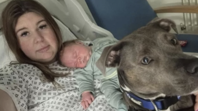 Perro de apoyo emocional estuvo presente durante el parto de su humana Perro de apoyo emocional estuvo presente durante el parto de su humana