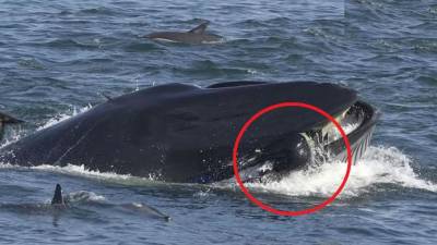Ballena se traga a un buzo que se salva milagrosamente Ballena se traga a un buzo que se salva milagrosamente