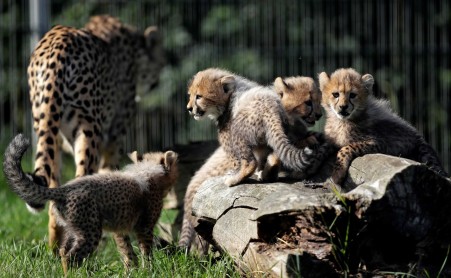 Nacen cachorros de guepardo en el Zoológico de Praga