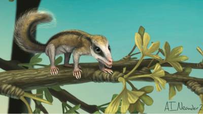 Descubren f&oacute;siles de dos mam&iacute;feros que vivieron hace 160 millones de a&ntilde;os