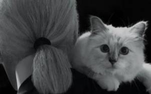 La verdad sobre Choupette: gata de Karl Lagerfeld no ha recibido su millonaria herencia