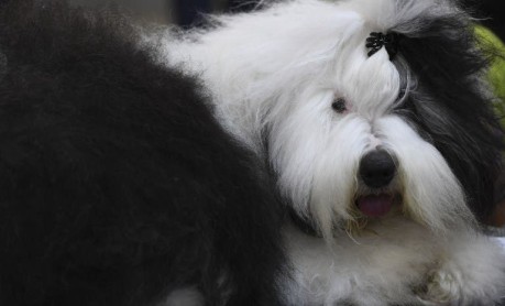 La pasarela de los perros de raza tiene su espacio en Nueva York
