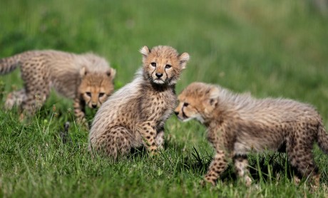 Nacen cachorros de guepardo en el Zoológico de Praga