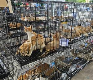 Rescatan a 400 gatos destinados al comercio ilegal de carne en Vietnam