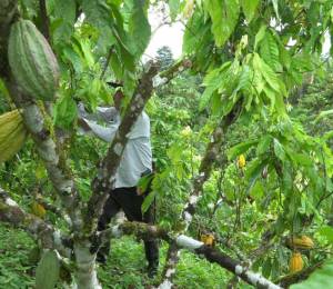 El sector cacaotero ecuatoriano ha invertido para proteger las plantaciones de la fruta.