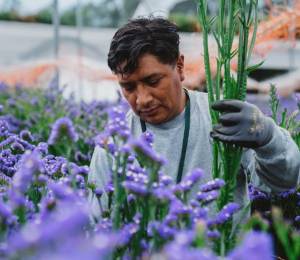 Fotografía referencial de un trabajador del sector florícola.