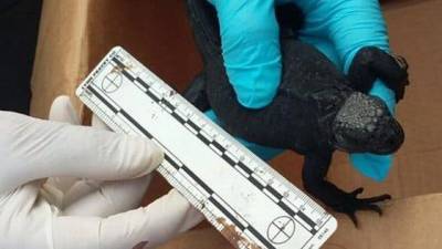 Un mexicano es detenido en Gal&aacute;pagos por tr&aacute;fico de iguanas