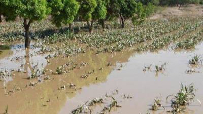 Desbordamiento de río Las Juntas afectó a cultivos en Los Ríos Desbordamiento de río Las Juntas afectó a cultivos en Los Ríos