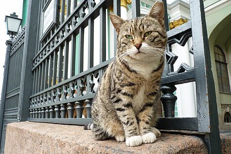 Un gato en el Hermitage de San Petersburgo. Foto: wikimedia commons