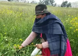 Una mujer de la provinca de Chimborazo supervisa sus plantaciones de arvejas.