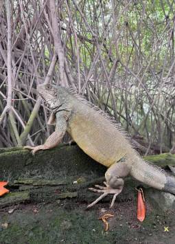 Iguanas en manglares de la ciudad de Guayaquil.