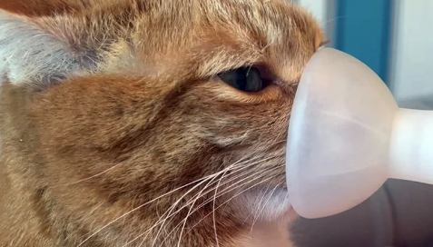 $!Foto: a_ginger_cat_named_rascal