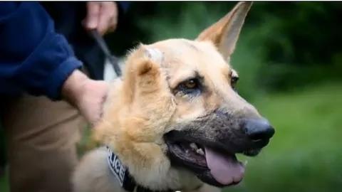 $!Policía de Hungría adopta a un perro que fue herido en la guerra de Ucrania