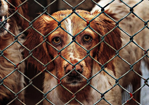 Policía detiene a dueño de criadero ilegal de perros que cortaba sus cuerdas vocales