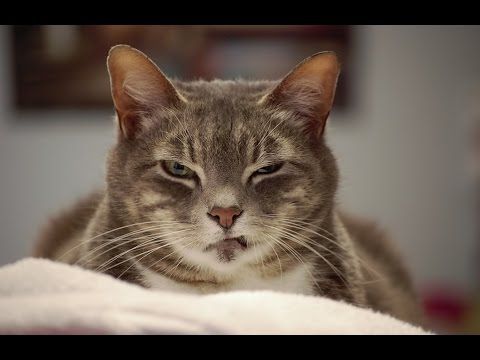 Arrestan a hombre por atacar a policía con un gato