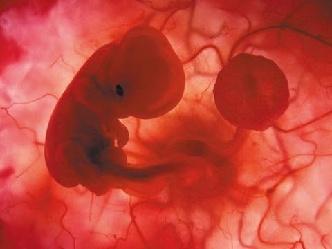 Científicos hallan tipo de proteína que puede matar al feto