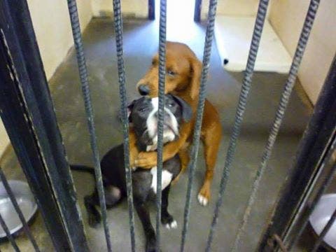 La foto de dos perros &#039;abrazados&#039; que conmueve a las redes