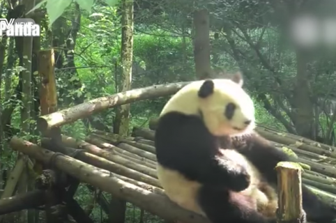 Graban a un adorable panda haciendo lo que la mayoría de humanos no hace