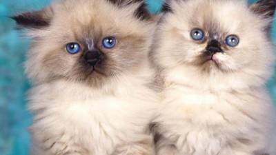 &iquest;La diferencia entre un gato y una gata?, seg&uacute;n estudio cient&iacute;fico