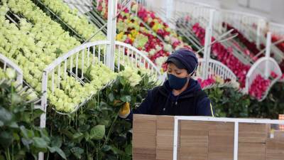 Ecuador es el tercer exportador de flores del mundo Ecuador es el tercer exportador de flores del mundo