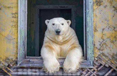 Los osos polares que visitaron un pueblo abandonado en el ártico,  retratados por un fotógrafo