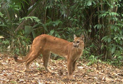 Revelan 71 fotografías inéditas de animales en Biosfera Maya de Guatemala