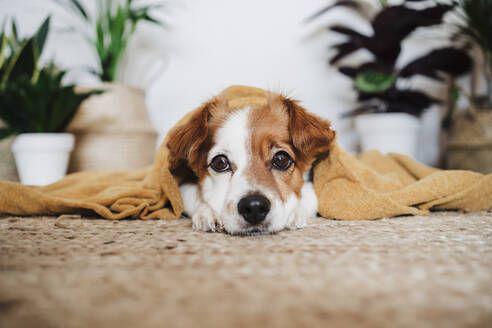 $!8 señales de que tu perro está sintiendo dolor